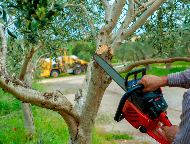 Best Tree Removal Contractors  in Web, AL